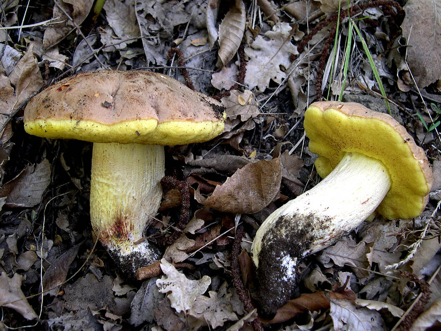 Qualche ritrovamento di Domenica 17/10